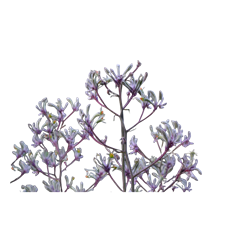KANGAROO PAWS LAVENDER