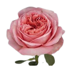 ROSE XPRESSION PINK