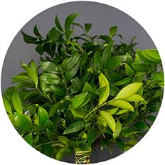 NAGI FERN