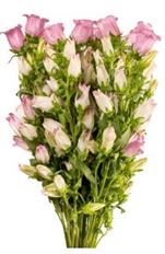 CAMPANULA PINK