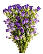 CAMPANULA PURPLE