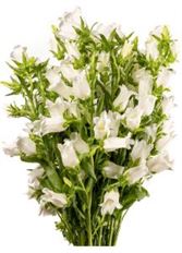 CAMPANULA WHITE