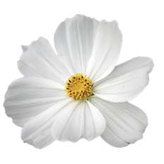 COSMOS WHITE