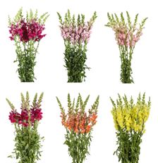 SNAPDRAGON ASSORTED