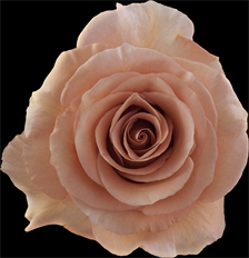 ROSE MOAB - SPECIAL ORDER ONLY