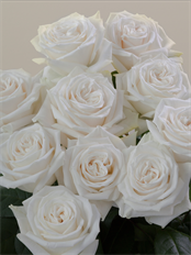 ROSE PLAYA BLANCA