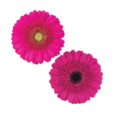 GERBERA MINI HOT PINK