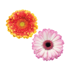GERBERA MINI BICOLOR
