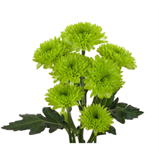 POM CUSHION GREEN