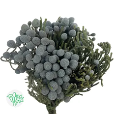 BRUNIA SILVER
