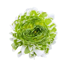 RANUNCULUS PON-PON