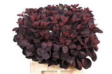 SMOKE BUSH / COTINUS GREEN