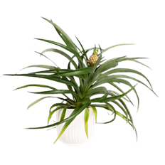 5" PINEAPPLE PLANT IN CERAMIC