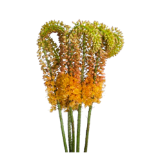 EREMURUS