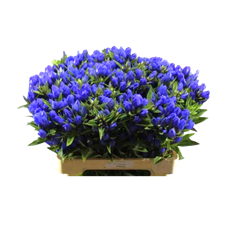 GENTIANA BLUE