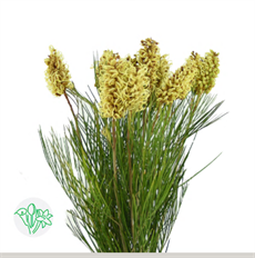 GREVILLEA FLOWER SPIDERMANN