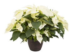 10" WHITE POINSETTIA (PREBOOK)