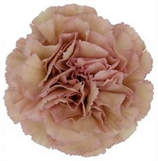 CARNATION EARTHTONE