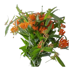 ASCLEPIAS