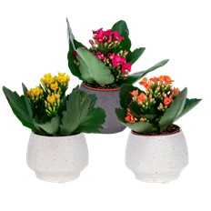 2.5" KALANCHOE IN CERAMIC