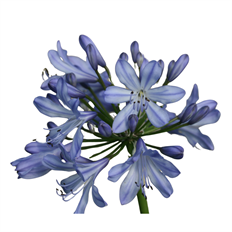 AGAPANTHUS BLUE
