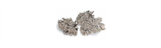 MING MOSS 5 LB CASE