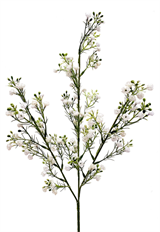 GYPSOPHILA STEM X 3 25" WHITE