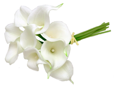 CALLA BUNDLE X9 15" CRM WHITE