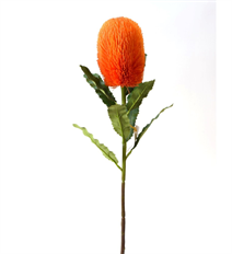BANSKIA 25.5" ORANGE