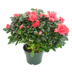 4.5" AZALEA