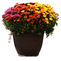 13" TRICOLOR GARDEN MUM
