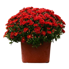 13" GARDEN MUM RED