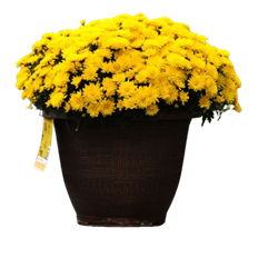 13" GARDEN MUM YELLOW