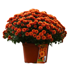 13" GARDEN MUM BRONZE