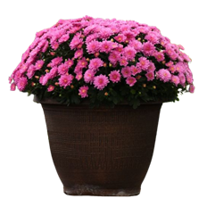 13" GARDEN MUM PINK