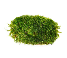 MOOD MOSS PRESERVED GREEN