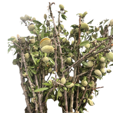 BRANCH ALMOND PODS