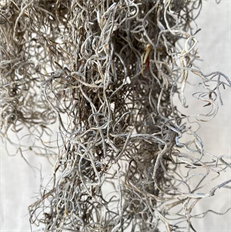 MOSS SPANISH NATURAL PKG