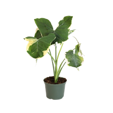 6" ALOCASIA 'MICKEY MOUSE'