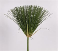 PAPYRUS