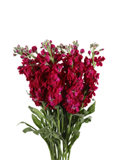 STOCK HOT PINK