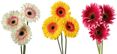 GERBERA DAISY BICOLOR