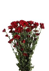 POM DAISY BURGUNDY