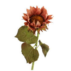 SUNFLOWER 30" BROWN