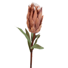 PROTEA KING 29" BROWN