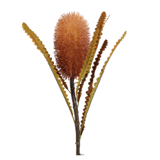 BANKSIA SPRAY 23" NATURAL