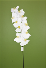 ORCHID PHALAENOPSIS X10 38" WHITE