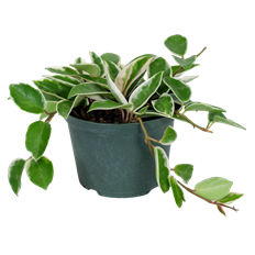 6"  HOYA (PREMIUM)