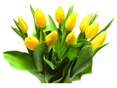 TULIP YELLOW
