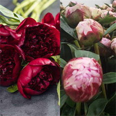 PEONY ALASKAN 5-STEM BUNCH